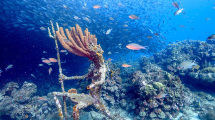 Bait ball in coral reef of Caribbean Sea around Curacao at dive site Playa Grandi