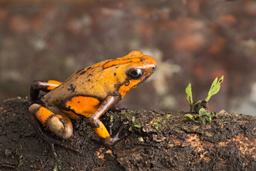 Poison dart frog, Oophaga histrionica. A small poisonous animal from the rain forest of Colombia.
