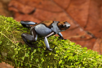 Dart frog, Oophaga histrionica. A poisonous animal from the jungle of Colombia. A poison dartfrog with bright blue warning colors. .