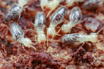 Close up macro of termite workers in nest, Perth Australia
