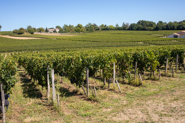 Fototapeta premium Ripe red Merlot grapes on rows of vines in a vienyard before the wine harvest in Saint Emilion region. France