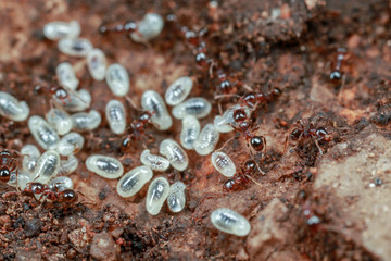 Workers, pupae and larvae inside a pheidole ant nest in Australia