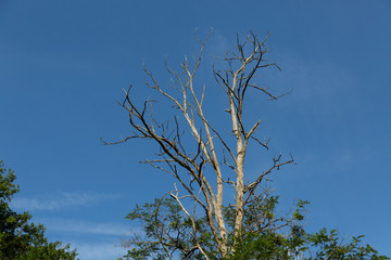 dead tree against a blue sky