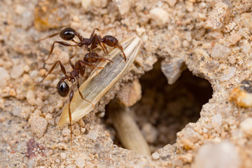 Pheidole hartmeyeri ants collecting ryegrass seed in Western Australia