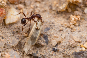 Pheidole hartmeyeri ants collecting ryegrass seed in Western Australia
