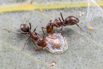 Iridomyrmex ants tending a psillid lac scale bug on a eucalyptus tree, Brookton, Western Australia