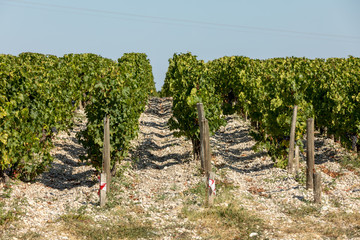 Fototapeta na wymiar Ripe red grapes on rows of vines in a vienyard before the wine harvest in Margaux appellation d'origine contrôlée of the Bordeaux region of France