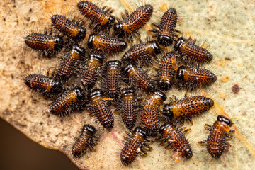 A group of newly hatched sawfly larvae (Perga sp.) on a gum tree in Western Australia