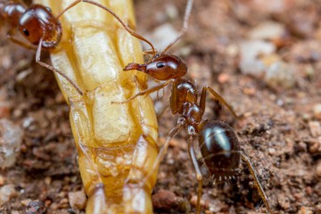 Melophorus wheeleri ants feeding on a dead beetle larvae in Western Australia