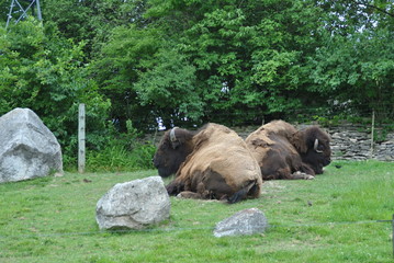 Bison