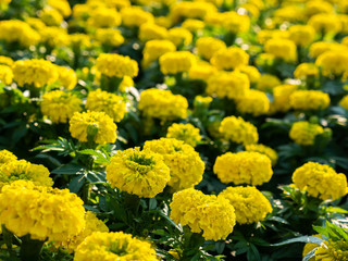 Yellow Marigold Flowers Blooming