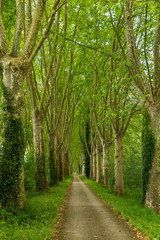 path through the woods along the Canal de Garonne