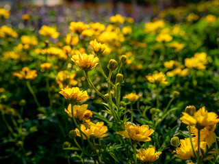 Yellow Cosmos Flowers Blooming