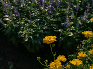 Obraz premium Yellow Cosmos Flowers Blooming