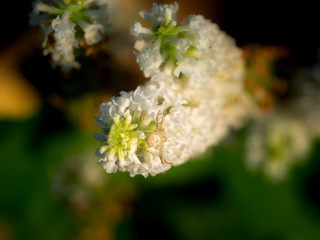 White Spider on The White Butterfly Bush Flowers