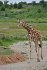 Safari in Columbus,OH
