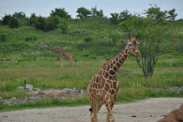 Safari in Columbus,OH