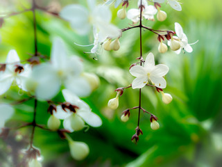White Nodding-Clerodendron Flowers Suspending