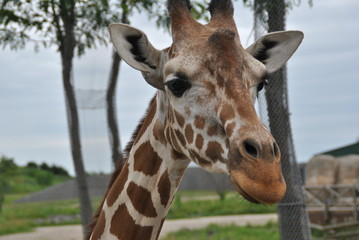 Safari in Columbus,OH