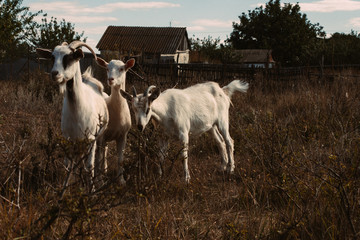  Three goats at home