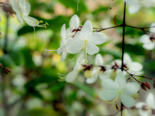 White Nodding-Clerodendron Flowers Hanging