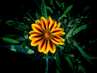 Yellow Striped Red Treasure flowers Blooming