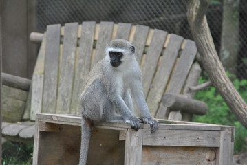 Obraz premium monkey