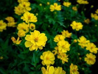 Obraz premium Yellow Cosmos Flowers Blooming