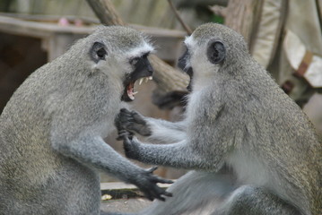 monkey