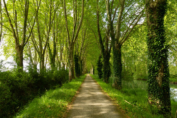 path through the woods along the Canal de Garonne