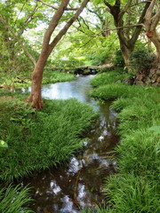 湧水流れる小浜池の水辺