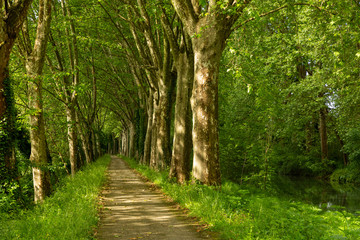 path through the woods along the Canal de Garonne