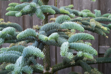 Branches of young Noble fir (Abies procera) in a botanical garden in spring. Beautiful soft needles with a blue silver color.