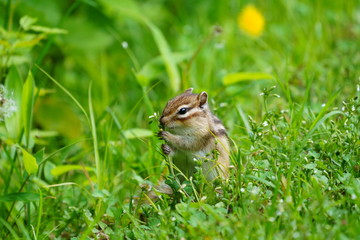  Chipmunk　in the Hokkaido