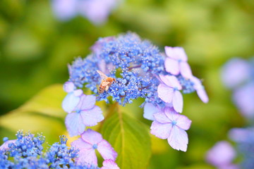 Obraz premium あじさい hydrangea 一凛