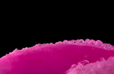 Close up water drops on flower petal