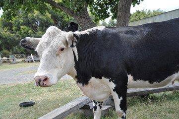 Cow on French Island, Victoria, Australia