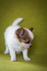 Chihuahua puppy spitz dog pet yorkshire terrier