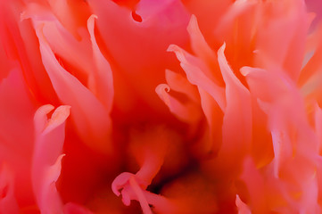 Red Paeonia flower head super close up