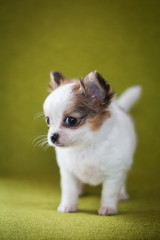 Chihuahua puppy spitz dog pet yorkshire terrier