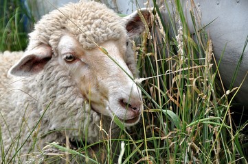 Sheep at French Island, Victoria