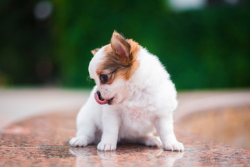 Chihuahua puppy spitz dog pet yorkshire terrier