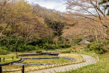 ハナショウブの開花を待つ田んぼの風景