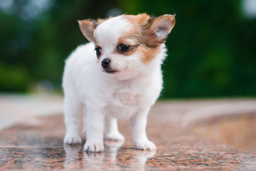 Chihuahua puppy spitz dog pet yorkshire terrier