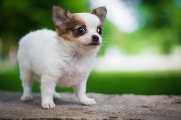 Chihuahua puppy spitz dog pet yorkshire terrier