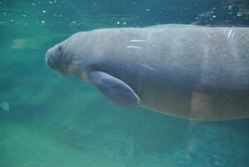 Naklejka premium manatee