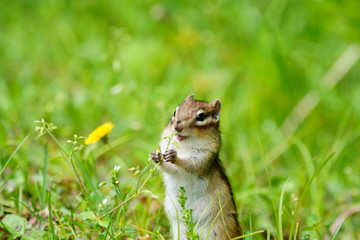  Chipmunk　in the Hokkaido
