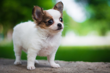 puppy dog ​​spitz chihuahua pedigreed dog