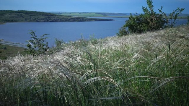 Stipa lessingiana (Needle Grass, Long grass) fluttering in the wind in the Landscape Park against the background of the Tiligul estuary. Rare plant, the Red Book of Ukraine