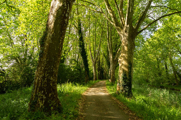 Fototapeta na wymiar path through the woods along the Canal de Garonne